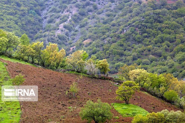 صندوق مالی ویژه برای حفاظت از جنگل های زاگرس تاسیس شود